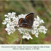 polyommatus bellargus daghestan female 1